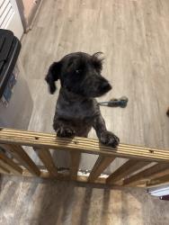 Lost Male Dog last seen Near Omar st Chesapeake 23324, Chesapeake, VA 23324