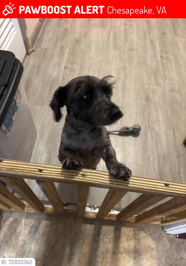 Lost Male Dog last seen Near Omar st Chesapeake 23324, Chesapeake, VA 23324
