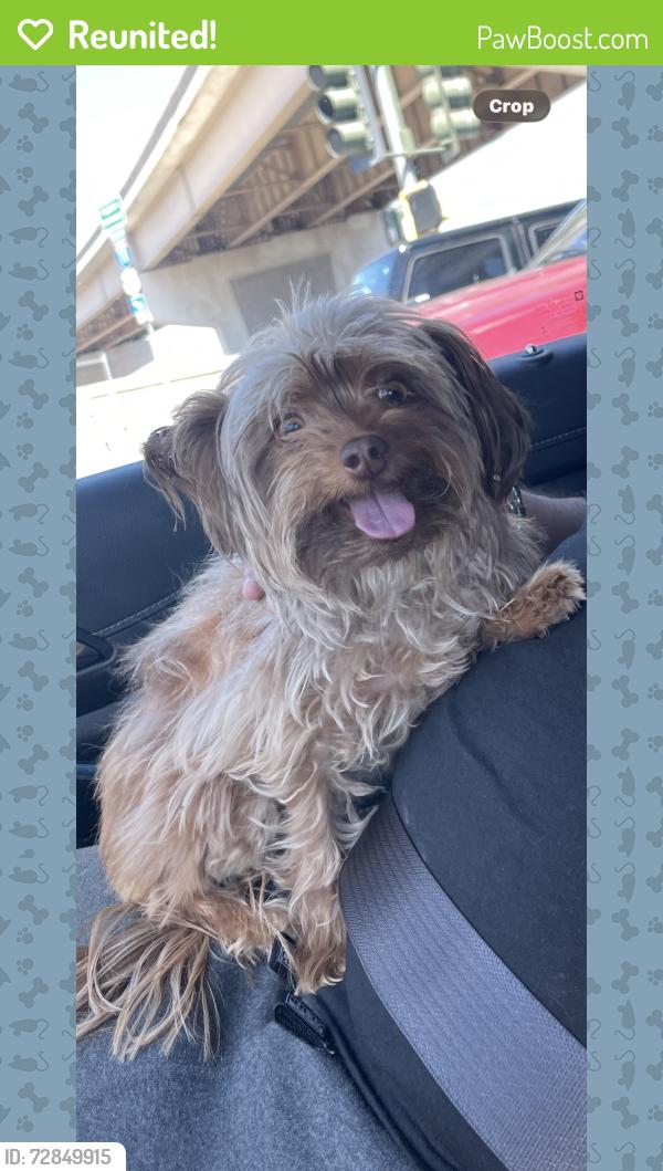 Reunited Female Dog in Las Vegas, NV 89145 (ID: 72849915) | PawBoost