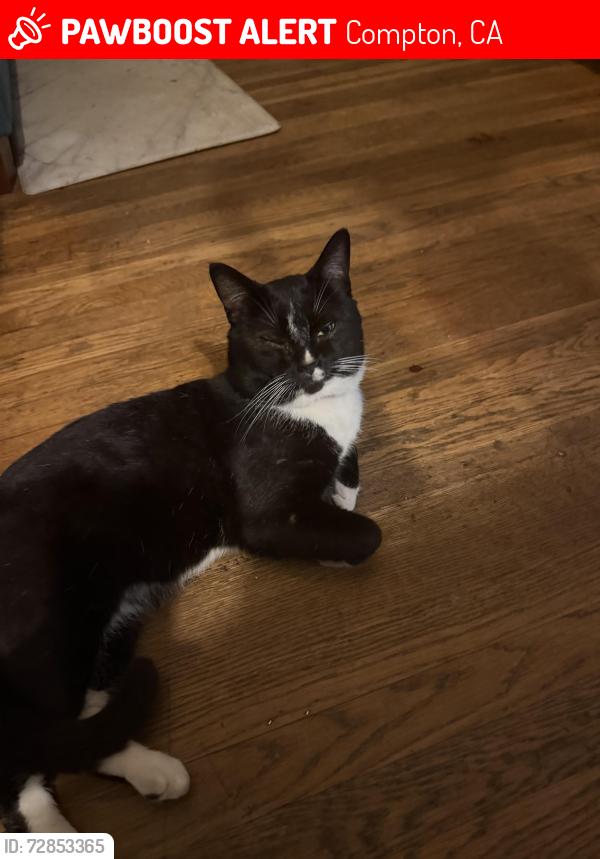 Lost Male Cat last seen E. Alondra Blvd and S. Atlantic Ave, Compton, CA 90221