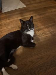 Lost Male Cat last seen E. Alondra Blvd and S. Atlantic Ave, Compton, CA 90221