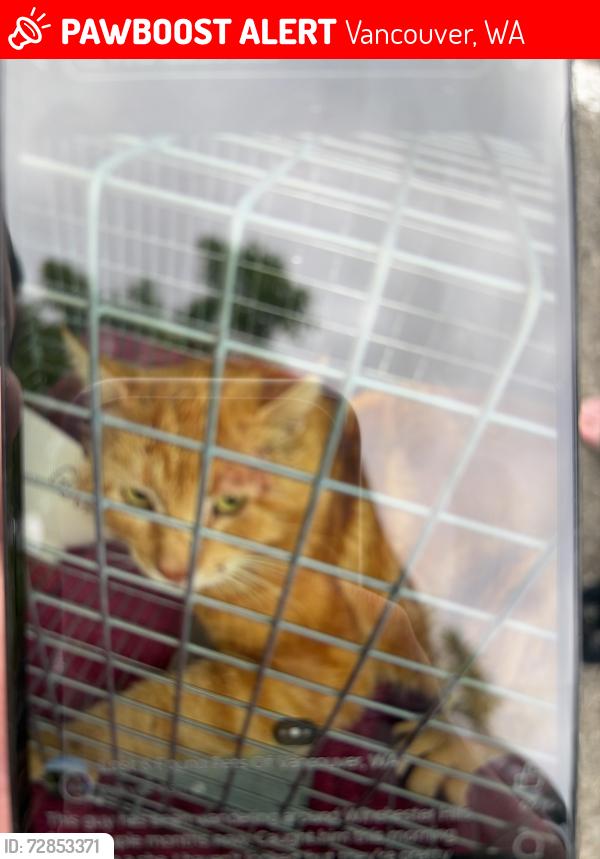 Lost Male Cat last seen Winco foods , Vancouver, WA 98661