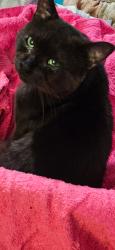 Lost Male Cat last seen Near , Pauline, SC 29374