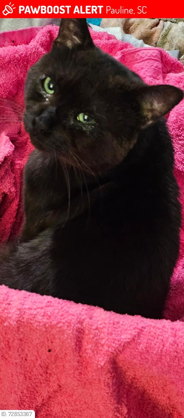 Lost Male Cat last seen Near , Pauline, SC 29374