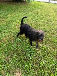 Lost Male Dog last seen Winterville Road, Athens, GA 30601