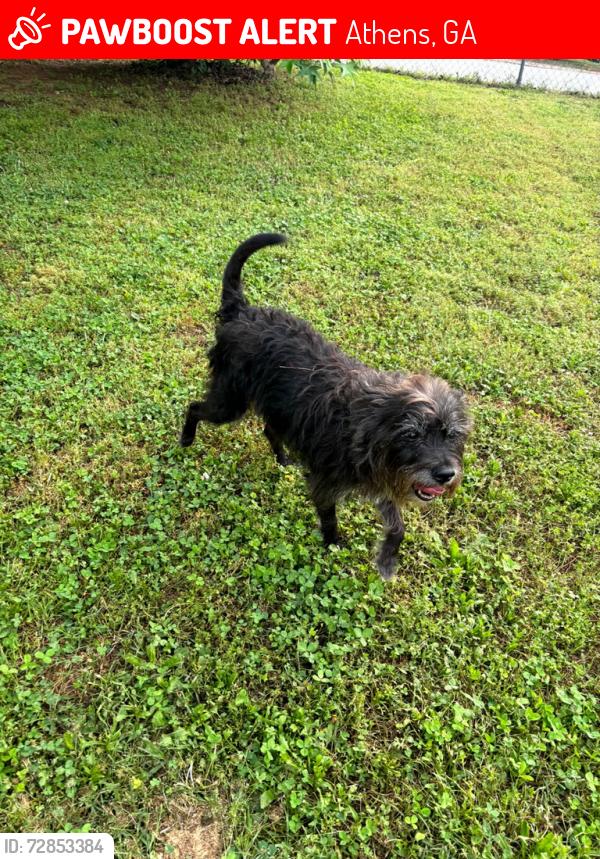 Lost Male Dog last seen Winterville Road, Athens, GA 30601