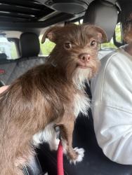 Found/Stray Male Dog last seen Fullerton and hamlin, Chicago, IL 60647