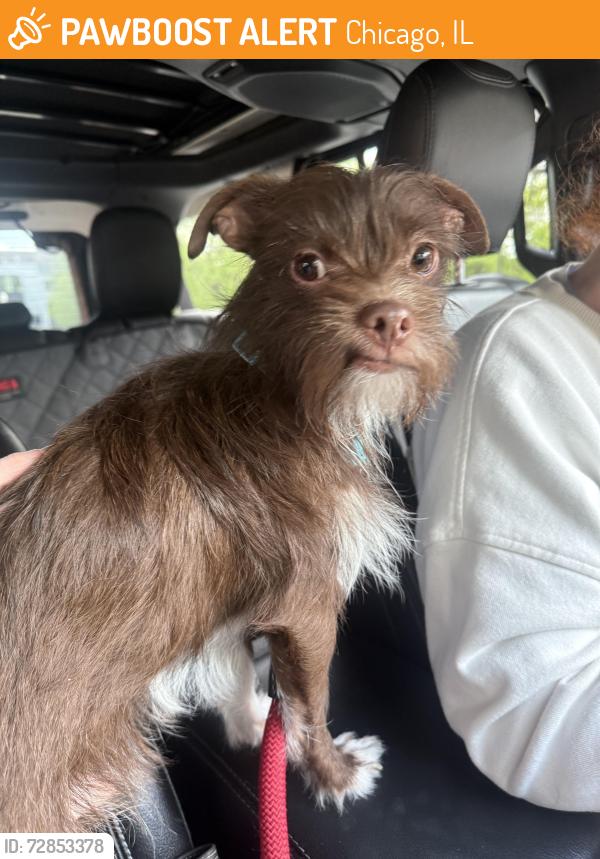 Found/Stray Male Dog last seen Fullerton and hamlin, Chicago, IL 60647