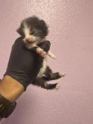 Shelter Stray Female Cat last seen El Paso, TX 79915, Fort Bliss, TX 79906