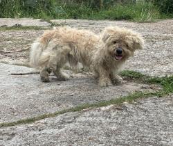 Found/Stray Unknown Dog last seen Brookhaven. Houston Tx. , Houston, TX 77051