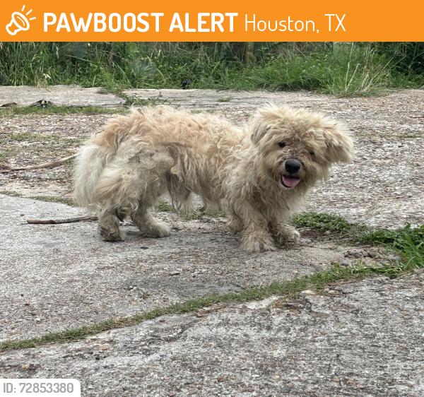 Found/Stray Unknown Dog last seen Brookhaven. Houston Tx. , Houston, TX 77051