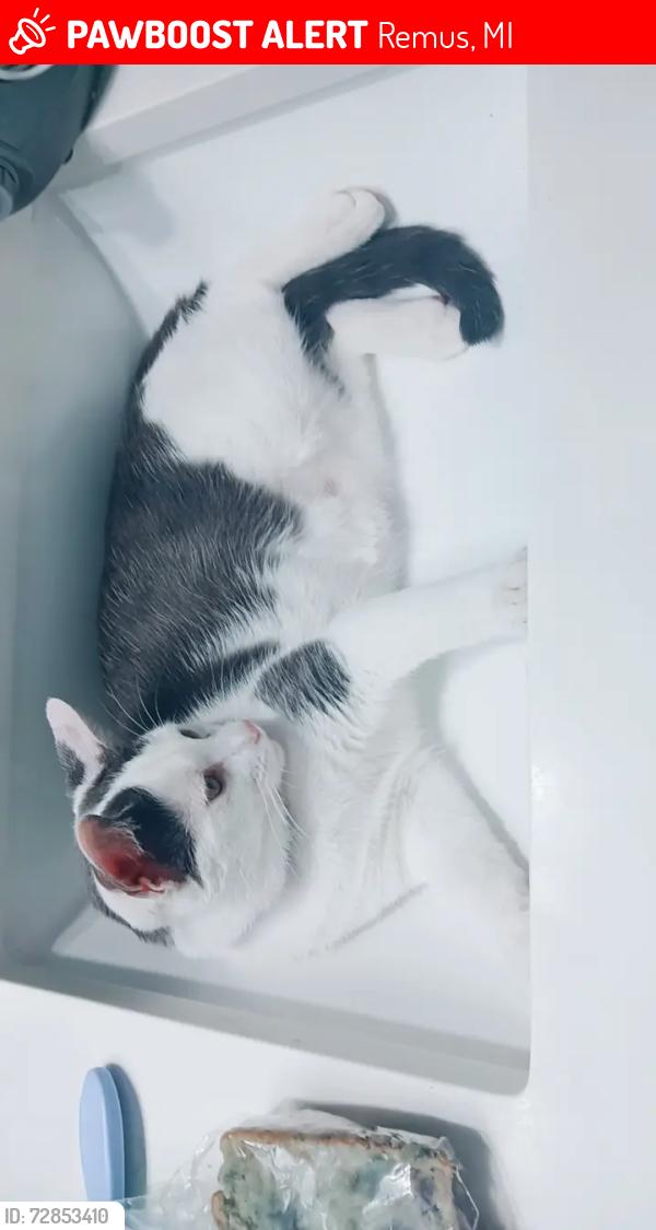 Lost Female Cat last seen Around remus  area maybe, Remus, MI 49340