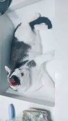 Lost Female Cat last seen Around remus  area maybe, Remus, MI 49340