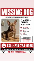 Lost Male Dog last seen Briar Hill Ln., Woodbury NJ, Woodbury, NJ 08096