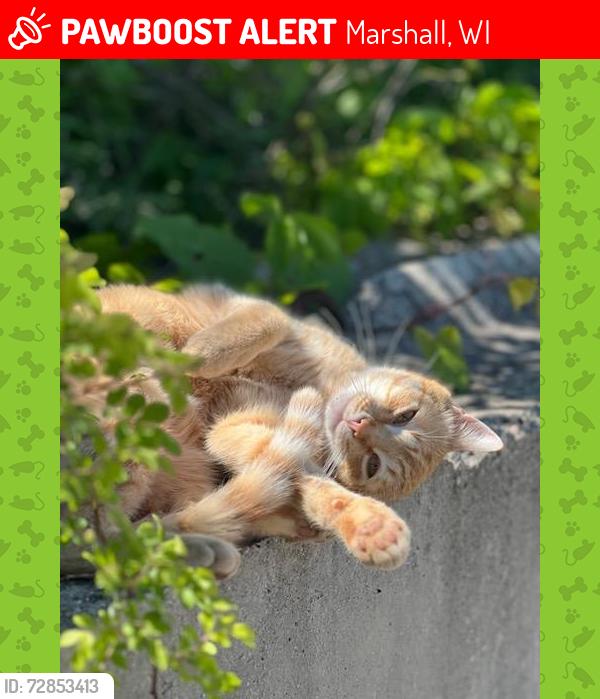 Lost Male Cat last seen Goose Lake Wildlife Area, Deerfield, WI, Marshall, WI 53559
