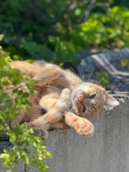 Lost Male Cat last seen Goose Lake Wildlife Area, Deerfield, WI, Marshall, WI 53559