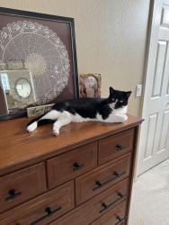 Lost Female Cat last seen Sonny's BBQ, Wesley Chapel, FL 33543
