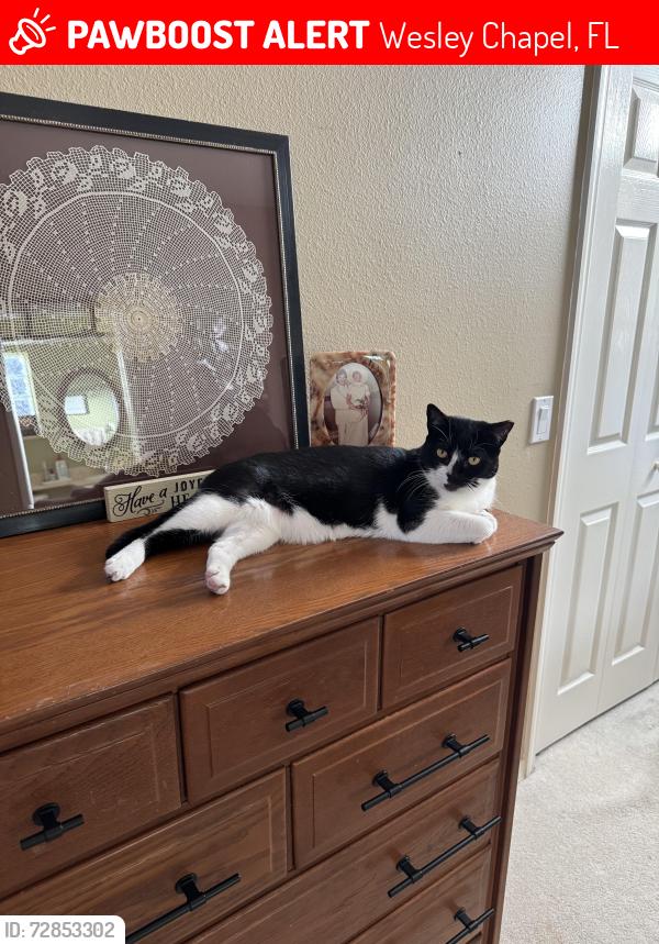Lost Female Cat last seen Sonny's BBQ, Wesley Chapel, FL 33543