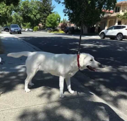 Found/Stray Unknown Dog last seen Pendergast Ave and Wunderlich, Cupertino, CA 95014