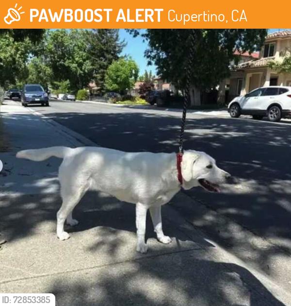Found/Stray Unknown Dog last seen Pendergast Ave and Wunderlich, Cupertino, CA 95014