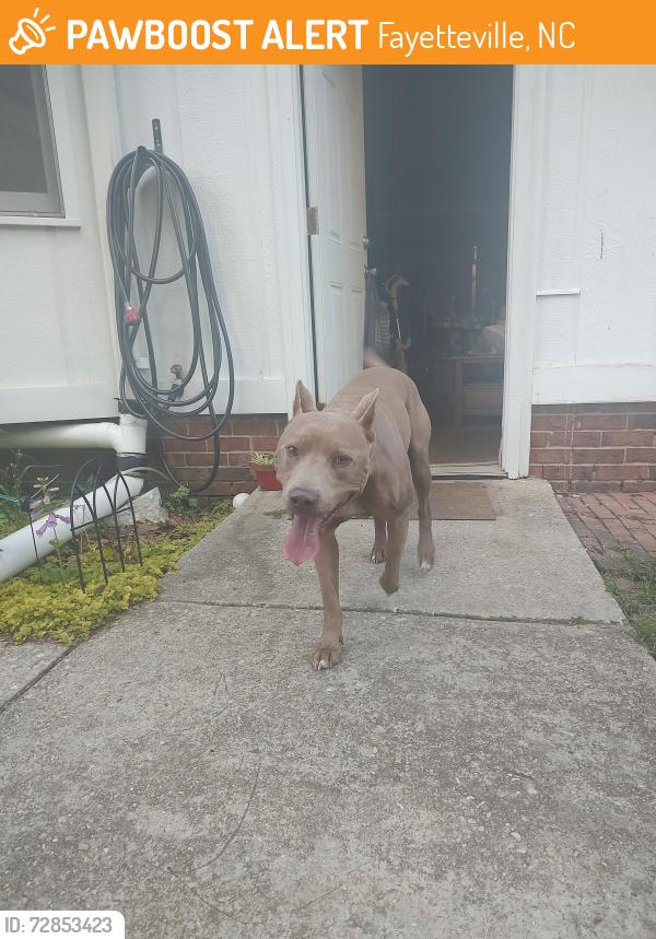 Found/Stray Male Dog last seen Aaron lakes West, Fayetteville, NC 28304