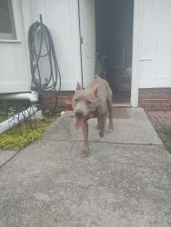 Found/Stray Male Dog last seen Aaron lakes West, Fayetteville, NC 28304