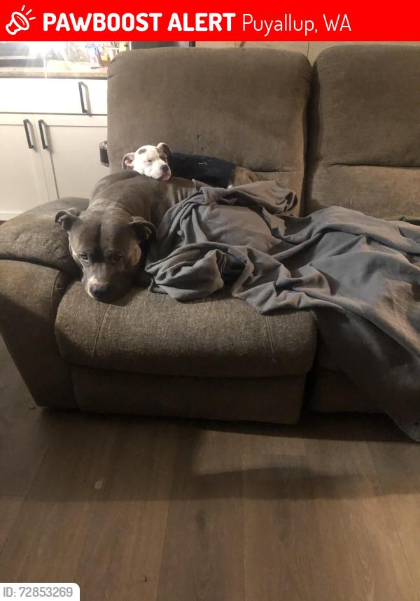 Lost Male Dog last seen 164th STREET E , 113th Avenue E, Puyallup, WA 98374