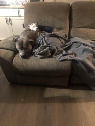 Lost Male Dog last seen 164th STREET E , 113th Avenue E, Puyallup, WA 98374