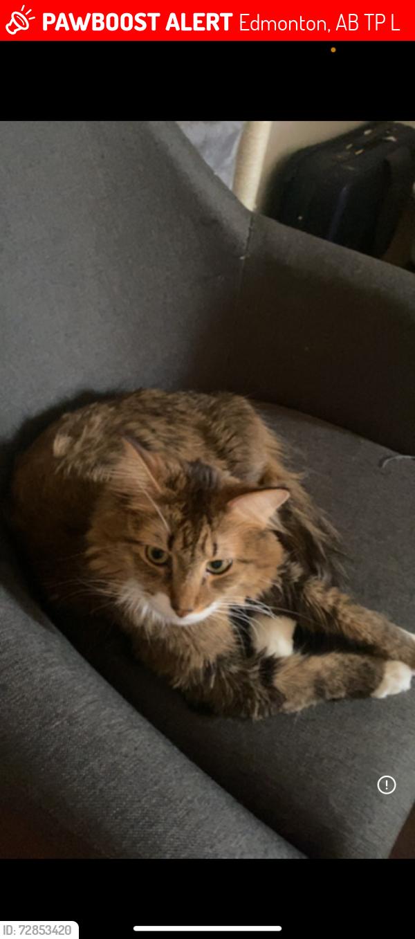Lost Male Cat last seen 164st, Edmonton, AB T5P 4L4