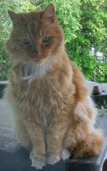 Found/Stray Unknown Cat last seen Liscum Dr., Jefferson Township, OH 43004