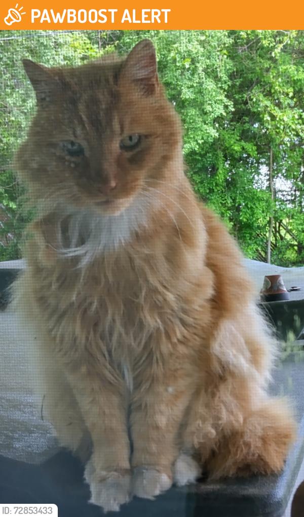 Found/Stray Unknown Cat last seen Liscum Dr., Jefferson Township, OH 43004