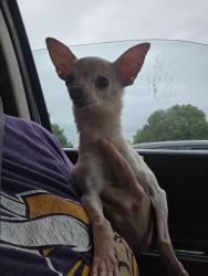 Found/Stray Female Dog last seen Inman, sc, Inman, SC 29349