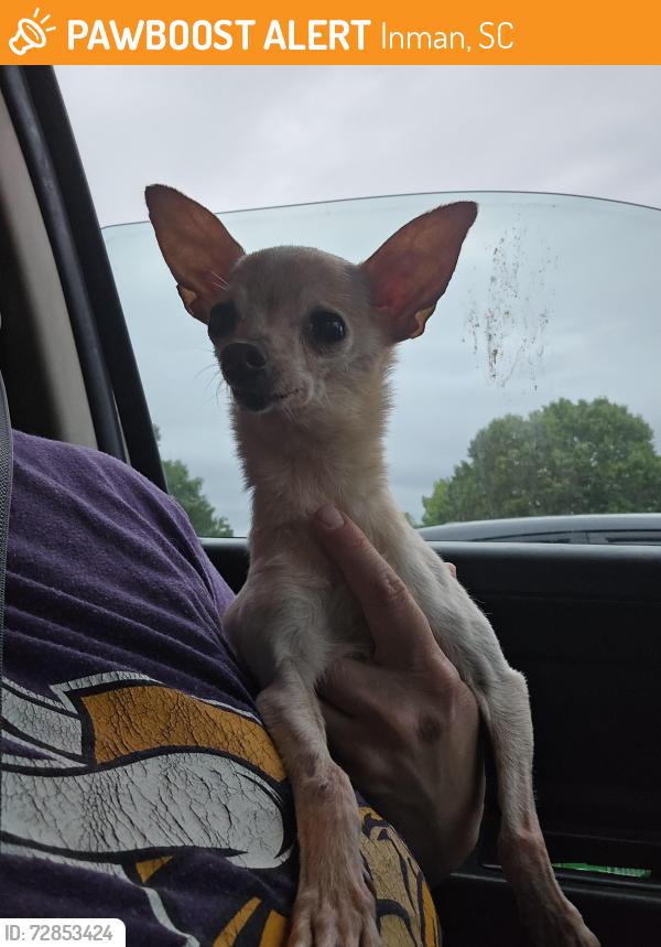 Found/Stray Female Dog last seen Inman, sc, Inman, SC 29349