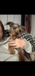 Lost Female Dog last seen Near san timoteo cyn rd Redlands ca 92373, Redlands, CA 92373