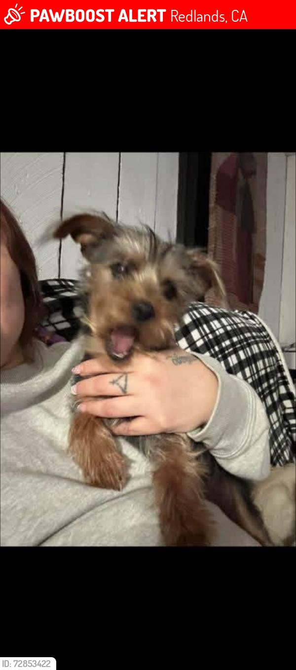 Lost Female Dog last seen Near san timoteo cyn rd Redlands ca 92373, Redlands, CA 92373