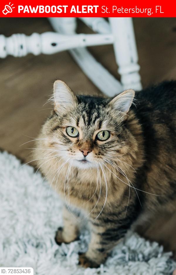 Lost Male Cat last seen 41st Ave NE and Cherry, St. Petersburg, FL 33703