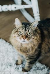 Lost Male Cat last seen 41st Ave NE and Cherry, St. Petersburg, FL 33703