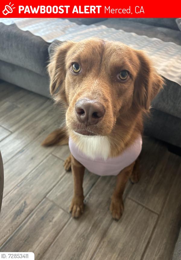 Lost Female Dog last seen Quesada dr, Merced, CA 95340