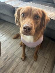 Lost Female Dog last seen Quesada dr, Merced, CA 95340