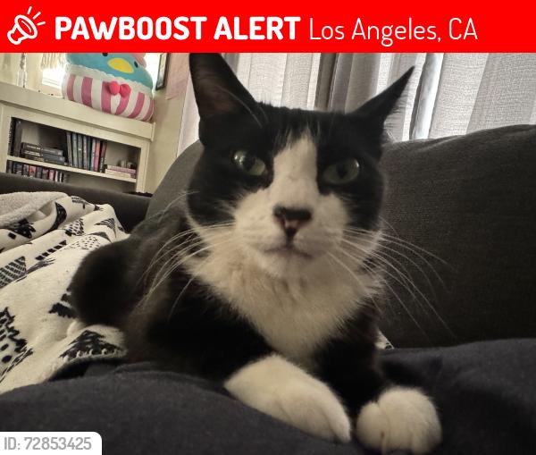 Lost Male Cat last seen Near N. Cahuenga Blvd , Los Angeles, CA 90038