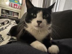 Lost Male Cat last seen Near N. Cahuenga Blvd , Los Angeles, CA 90038