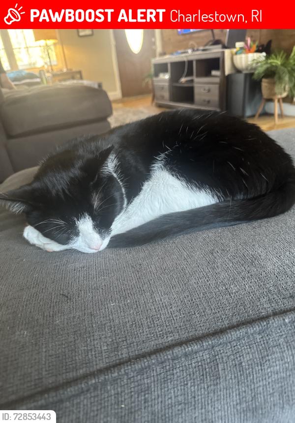Lost Male Cat last seen Buckeye Brook Rd, Charlestown, RI 02813