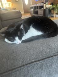 Lost Male Cat last seen Buckeye Brook Rd, Charlestown, RI 02813
