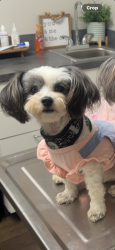 Lost Female Dog last seen 35th & Le Moyne St, Chicago, IL 60651