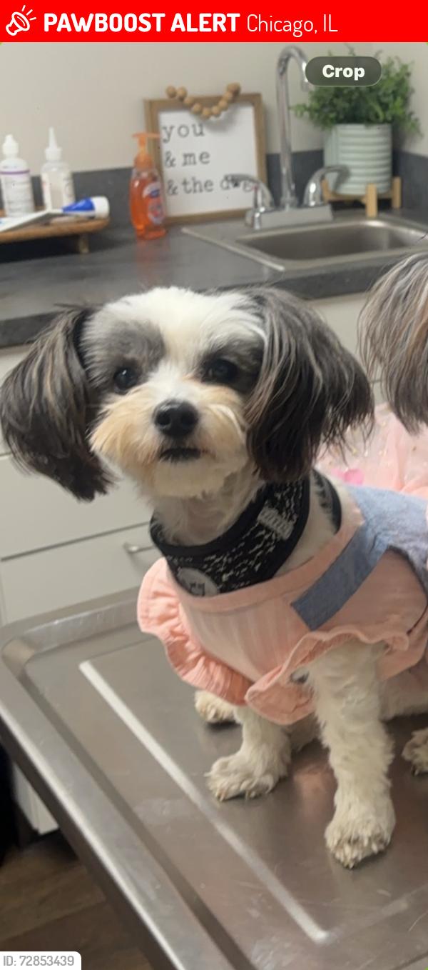 Lost Female Dog last seen 35th & Le Moyne St, Chicago, IL 60651
