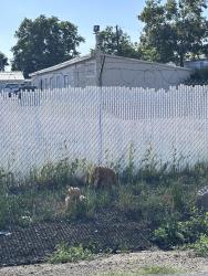 Found/Stray Unknown Dog last seen Elkhorn blvd , North Highlands, CA 95660