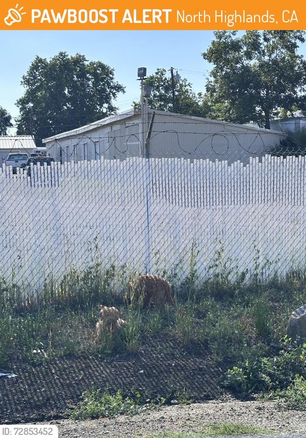 Found/Stray Unknown Dog last seen Elkhorn blvd , North Highlands, CA 95660