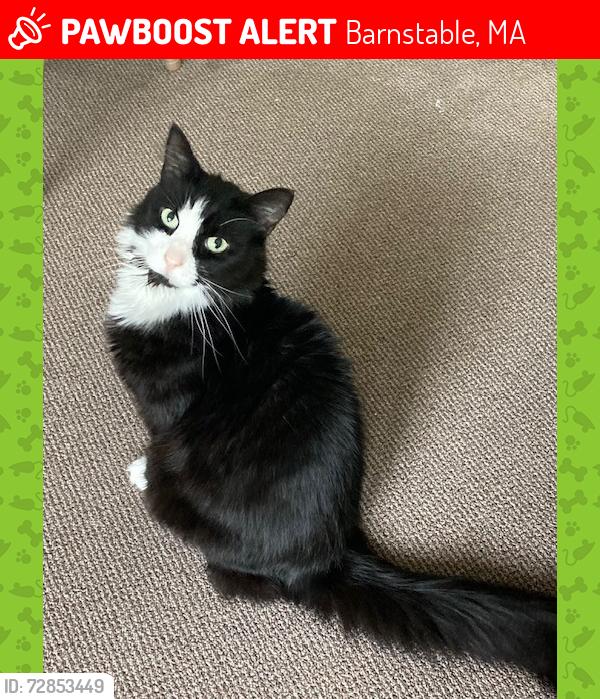 Lost Female Cat last seen near Topsfield Dr close to Race Lane and Treetop circle, Barnstable, MA 02648