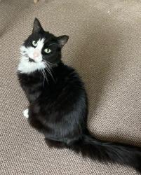 Lost Female Cat last seen near Topsfield Dr close to Race Lane and Treetop circle, Barnstable, MA 02648