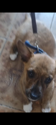Lost Female Dog last seen Marron, Vila Talarico, SP 